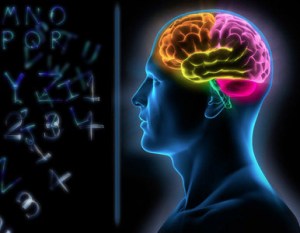 88d07-se25c325b1ales_cerebrales